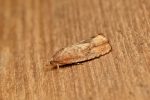A new species for VC57 Derbyshire - Rusty Oak Piercer