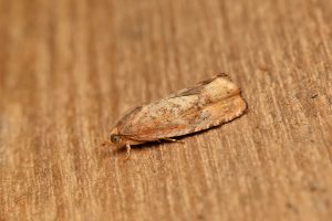 Cydia amplana - 1st VC57 Derbyshire record - 8th August 2026 - Sandiacre - Recorder Emily Milnes - photo by Tony Davison 