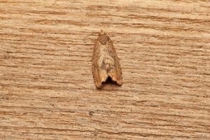 Cydia amplana - 1st VC57 Derbyshire record - 8th August 2026 - Sandiacre - Recorder Emily Milnes - photo by Tony Davison 