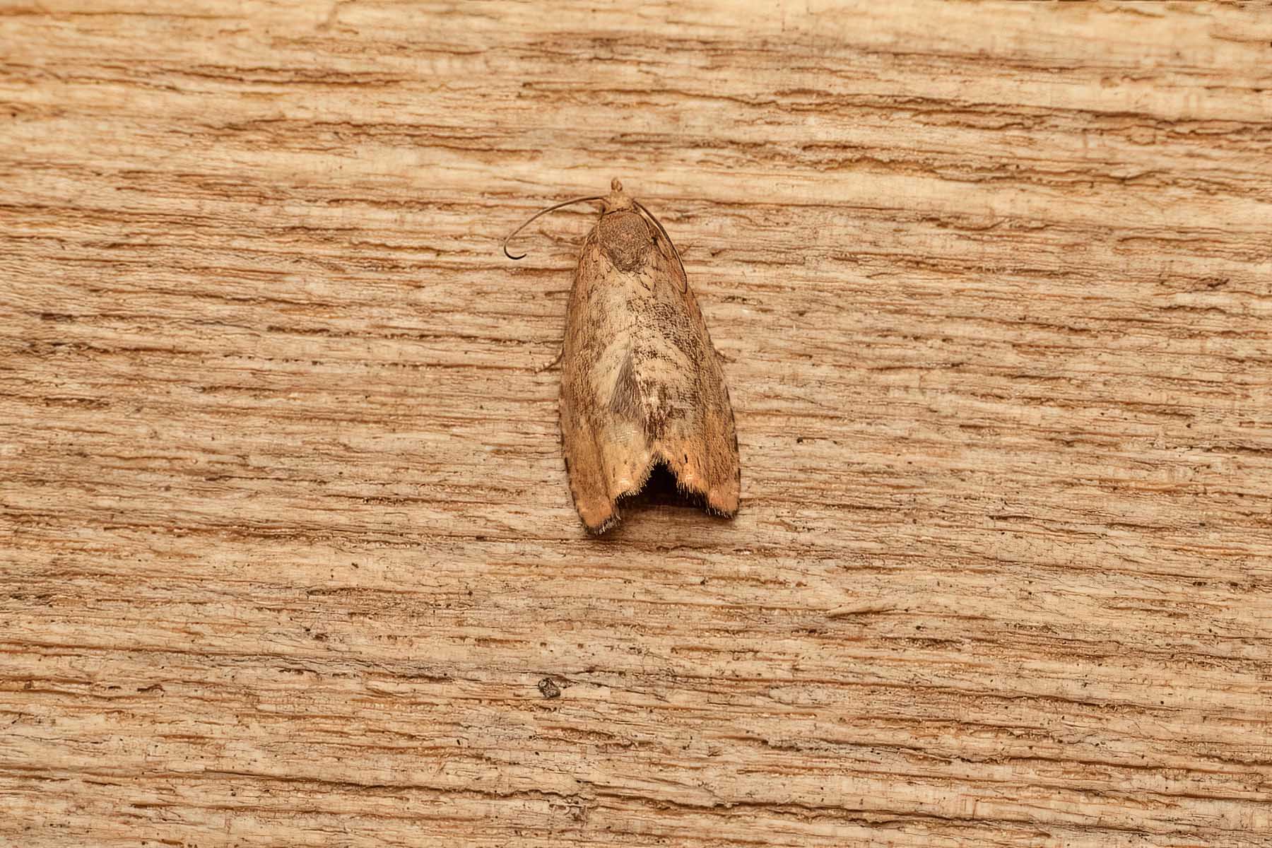 Cydia amplana - 1st VC57 Derbyshire record - 8th August 2026 - Sandiacre - Recorder Emily Milnes - photo by Tony Davison 