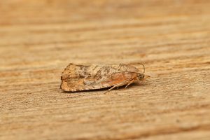 Cydia amplana - 1st VC57 Derbyshire record - 8th August 2026 - Sandiacre - Recorder Emily Milnes - photo by Tony Davison 
