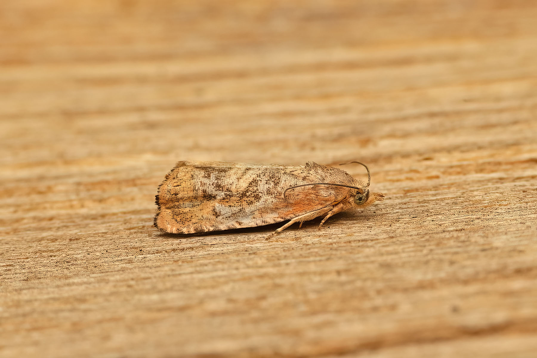 Cydia amplana - 1st VC57 Derbyshire record - 8th August 2026 - Sandiacre - Recorder Emily Milnes - photo by Tony Davison 