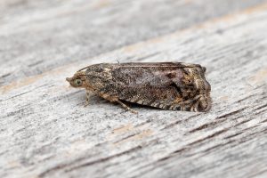 Cydia splendana - 12th August 2026 - Melbourne- Tony Davison 