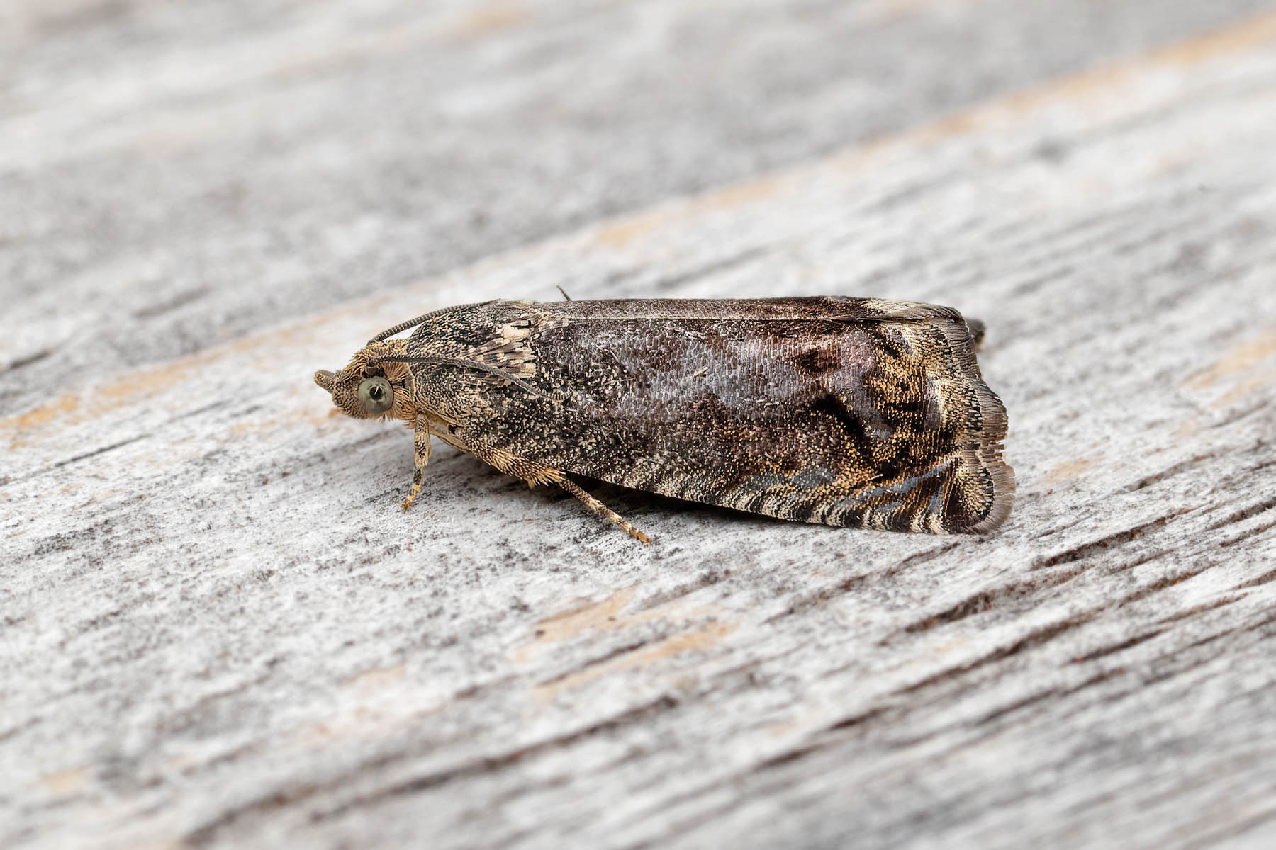 Cydia splendana - 12th August 2026 - Melbourne- Tony Davison 