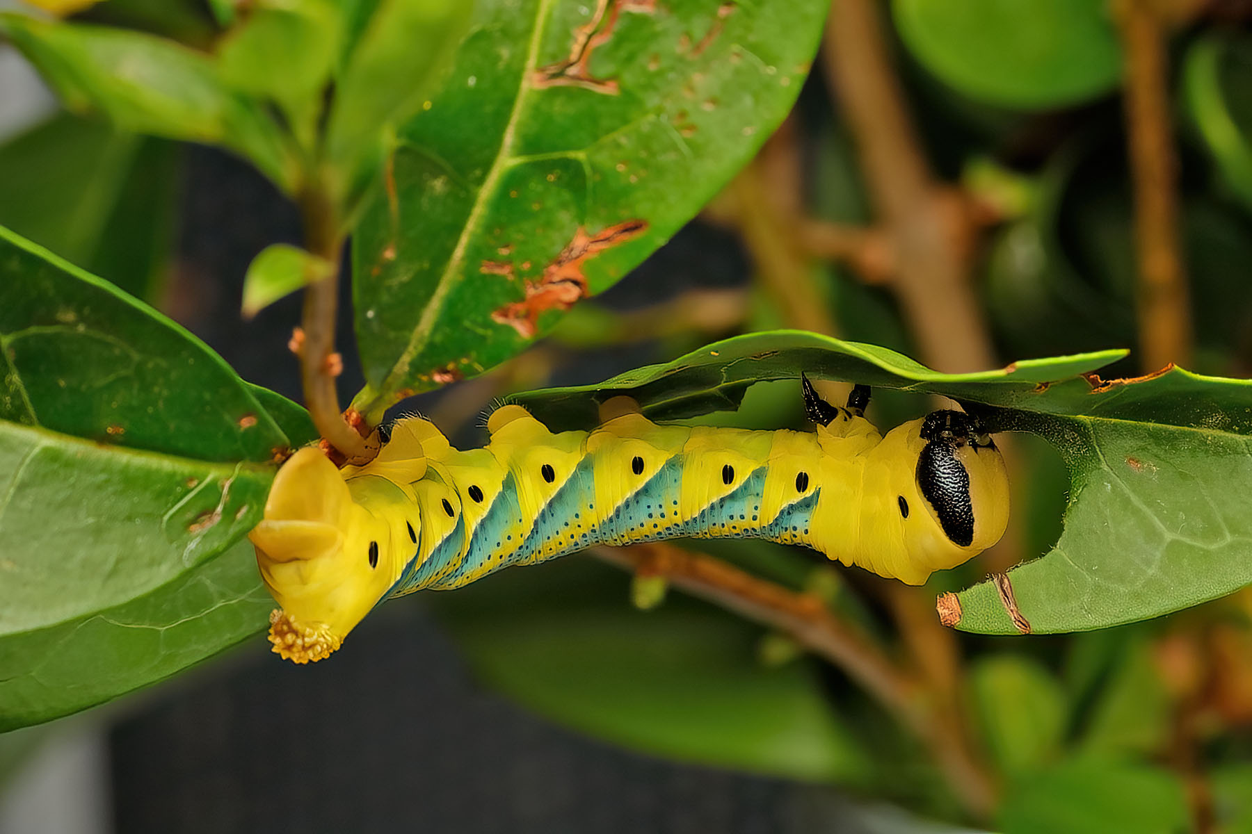 Death's-head Hawk-moth caterpillar
