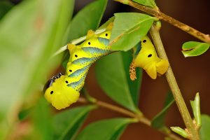 Death's-head Hawk-moth caterpillar