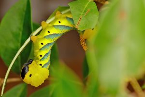 Death's-head Hawk-moth caterpillar