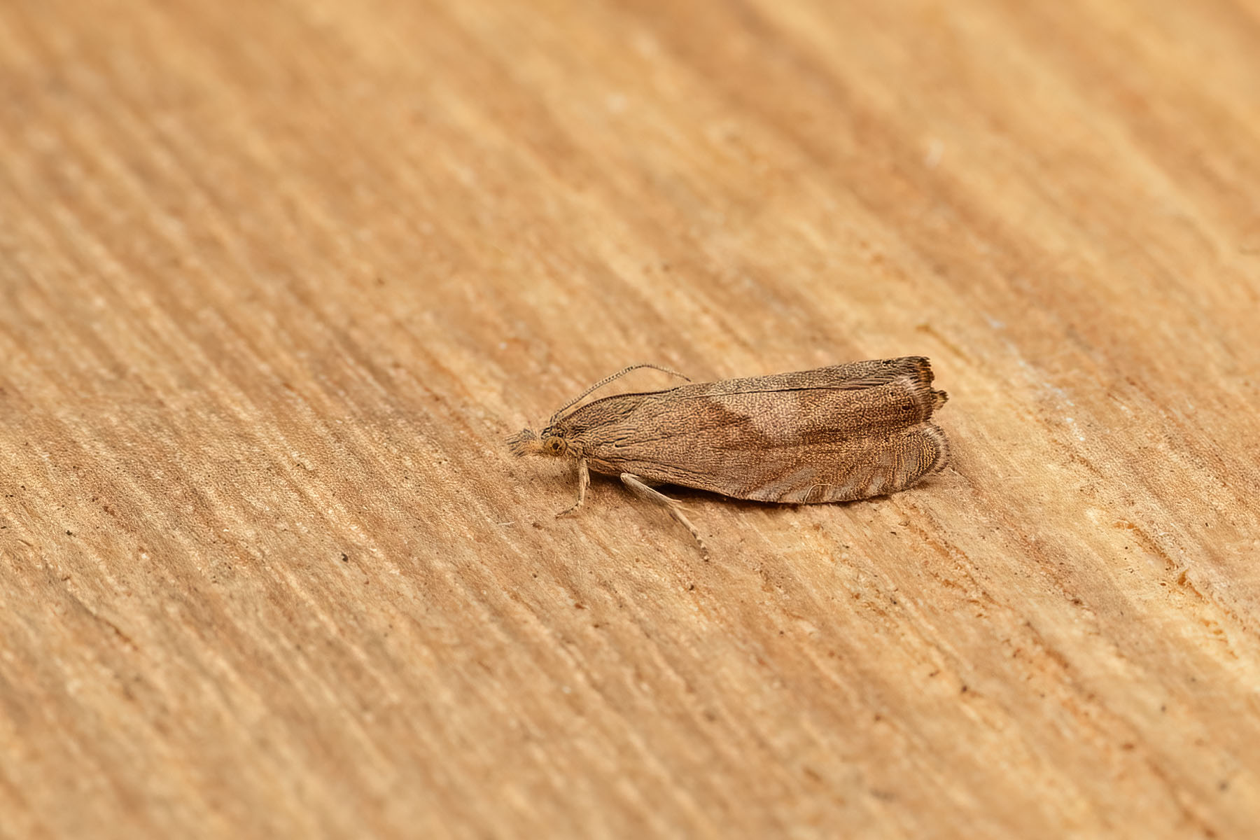 Dichrorampha simpliciana - 8th August 2026 - Sandiacre - Recorder Emily Milnes - Photo by Tony Davison 