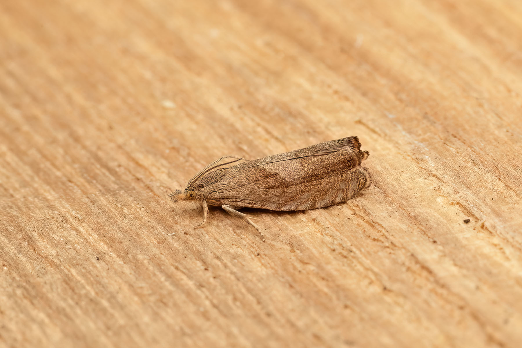 Mugwort Moth