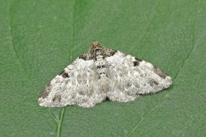 Garden Carpet - aberration - Xanthorhoe fluctuata ab. costovata - 15th August 2026 - Melbourne - Tony Davison