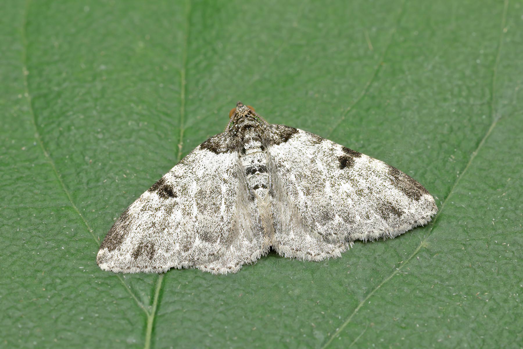 Garden Carpet - aberration - Xanthorhoe fluctuata ab. costovata - 15th August 2026 - Melbourne - Tony Davison