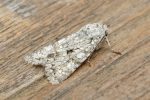 Moth Trap - Melbourne - 22nd/23rd August 2026