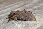 Moth Trap - Melbourne - 19th August 2026