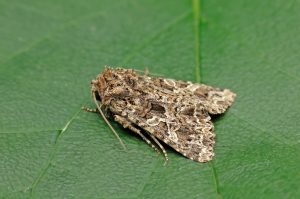 The Lychnis - 3rd August 2026 - Melbourne - Tony Davison 