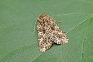 The Lychnis - 3rd August 2026 - Melbourne - Tony Davison 