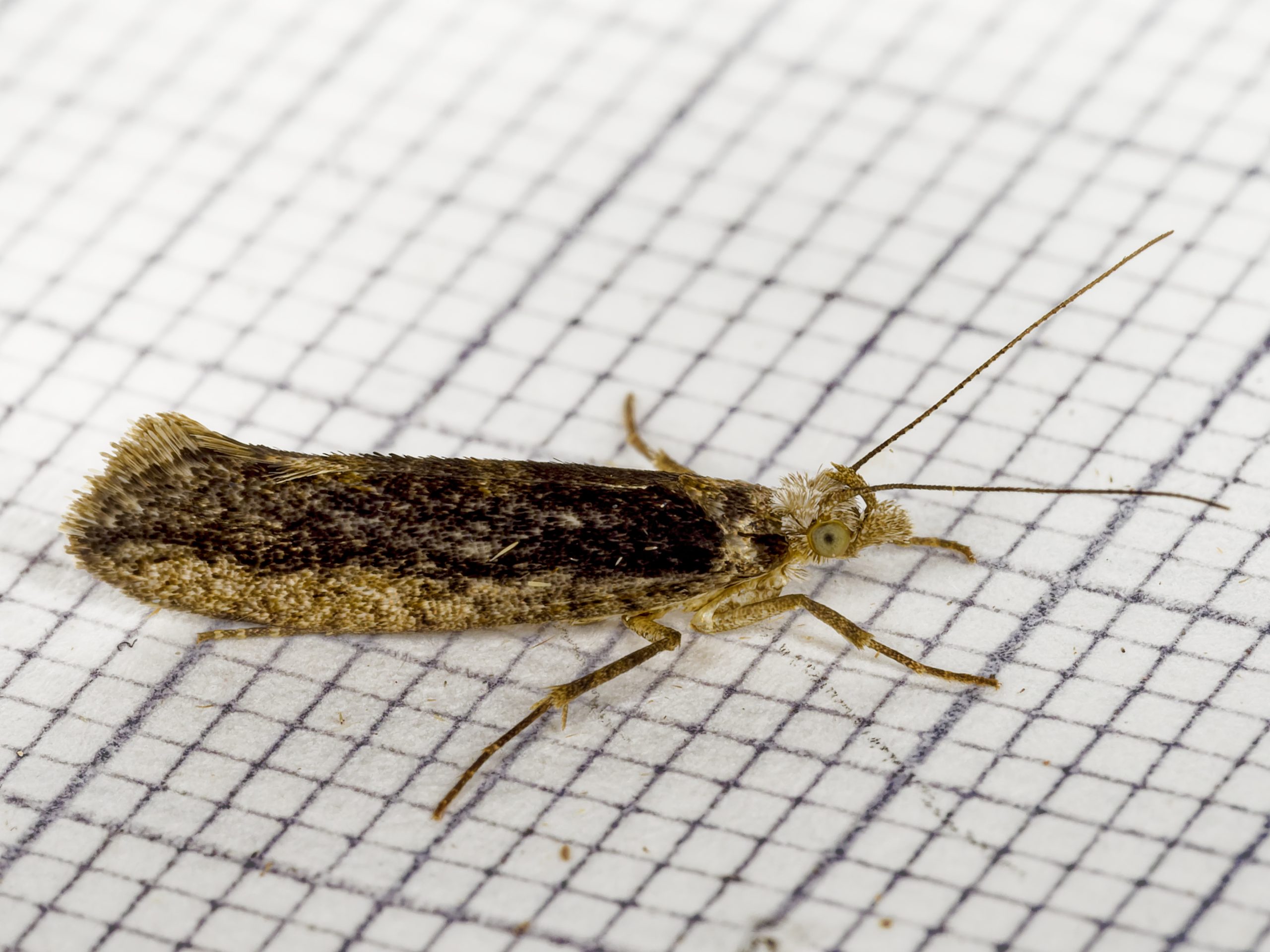 Ypsolopha vittella - 12th August 2026 - Buxton - Ian White