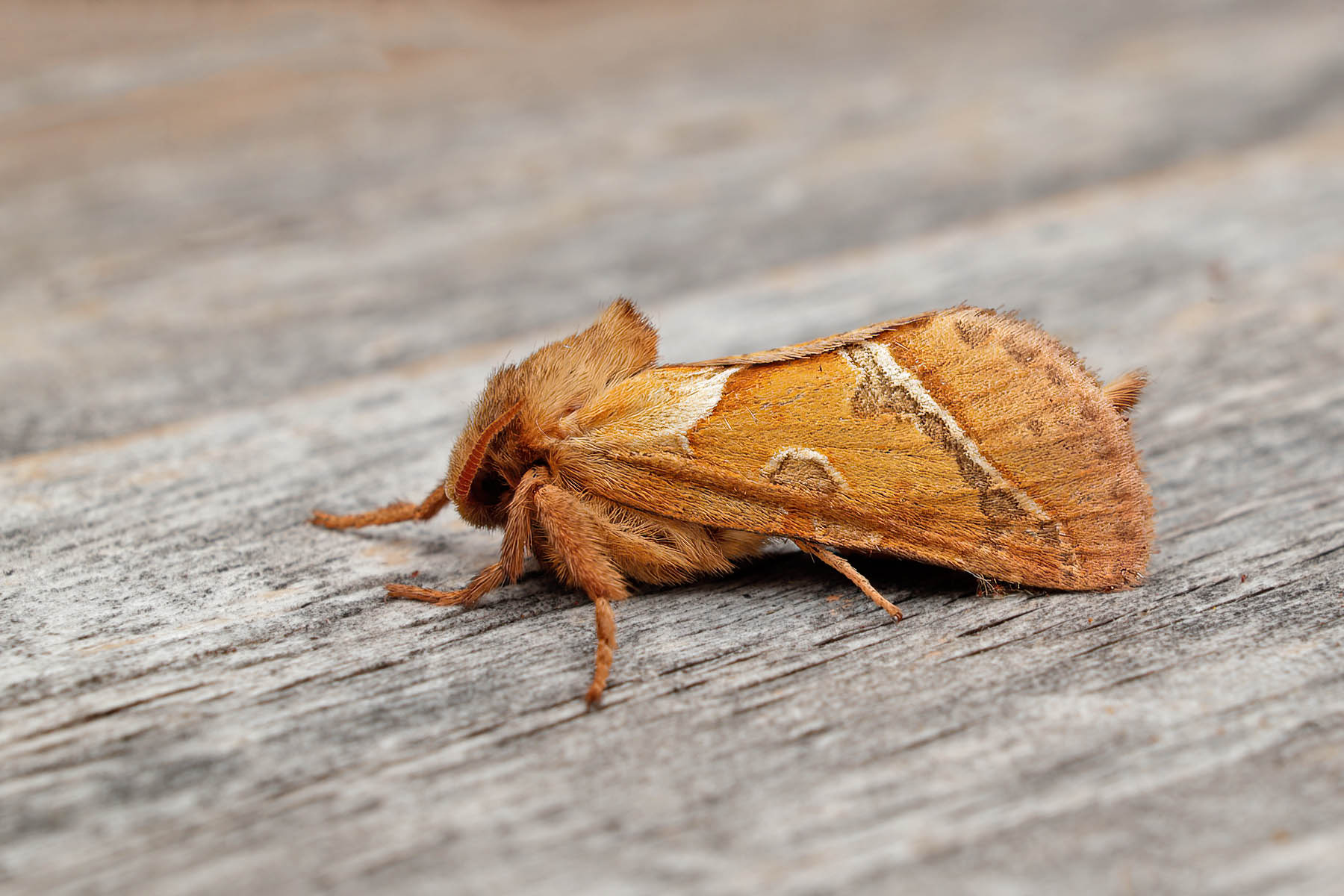 Orange Swift - male - 20th August 2026 - Melbourne - Tony Davison