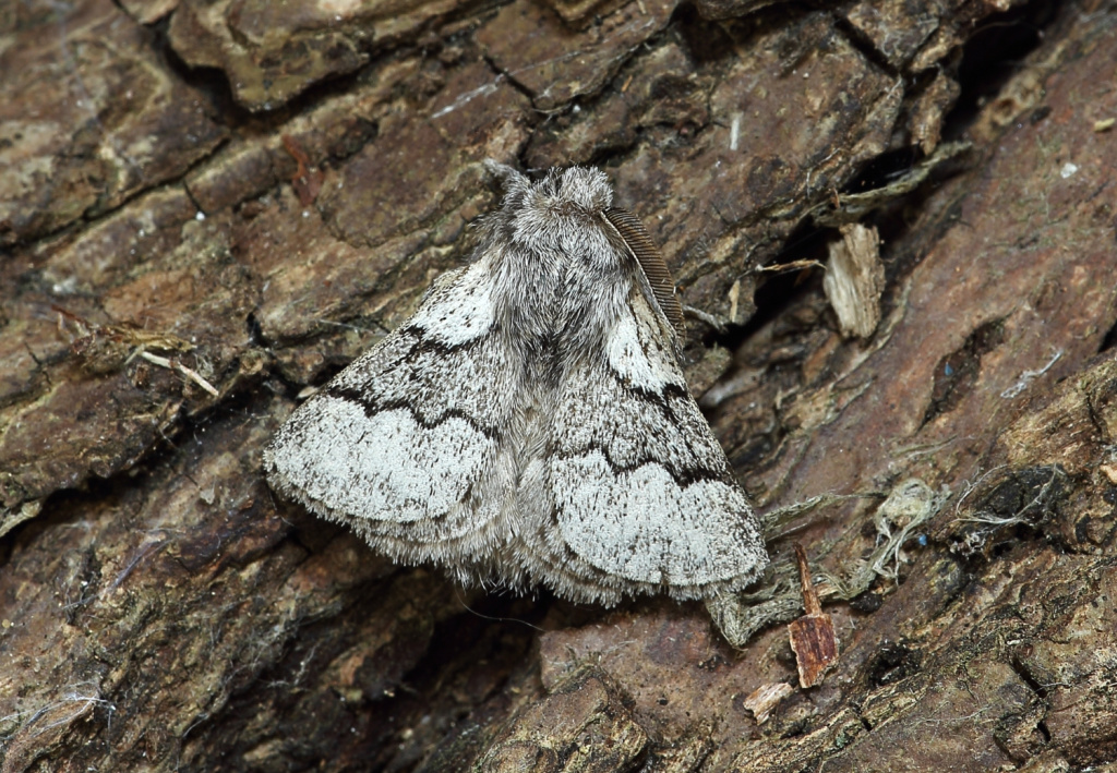 Pale Eggar - 12th August 2026 - Calke Park NY Moth Survey - Lime Yards - Sean Browne