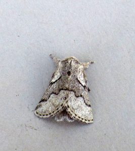 Pale Eggar - 7th August 2026 - Findern - Brian Hallam