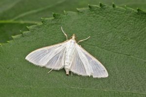 Palpita vitrealis - 15th Auguts 2026 - Melbourne - Tony Davison