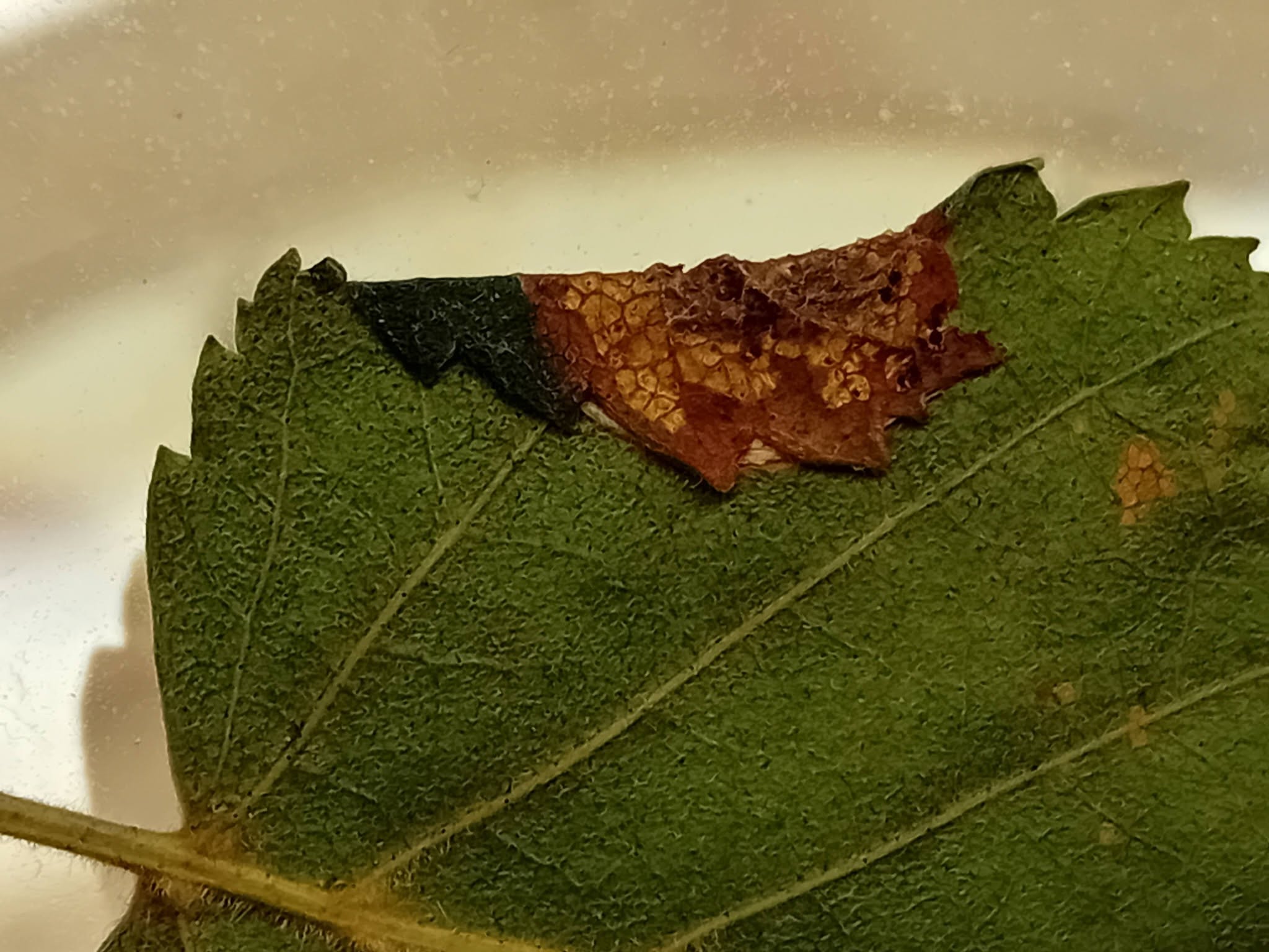Parornix betulae - leaf mine on Birch - 24th August 2026 - Markham Vale, South Tip - Mark Radford