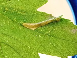 Phyllonorycter geniculella - leaf mine on Sycamore - 24th August 2026 - Markham Vale South Tip - Mark Radford