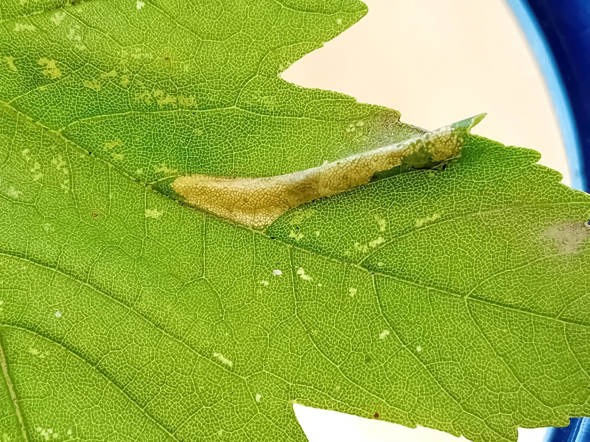 Phyllonorycter geniculella - leaf mine on Sycamore - 24th August 2026 - Markham Vale South Tip - Mark Radford