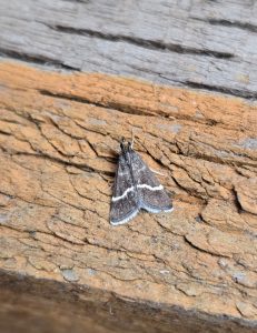 Pyrausta cingulata - 5th August 2026 - Cromford - Clive Ashton
