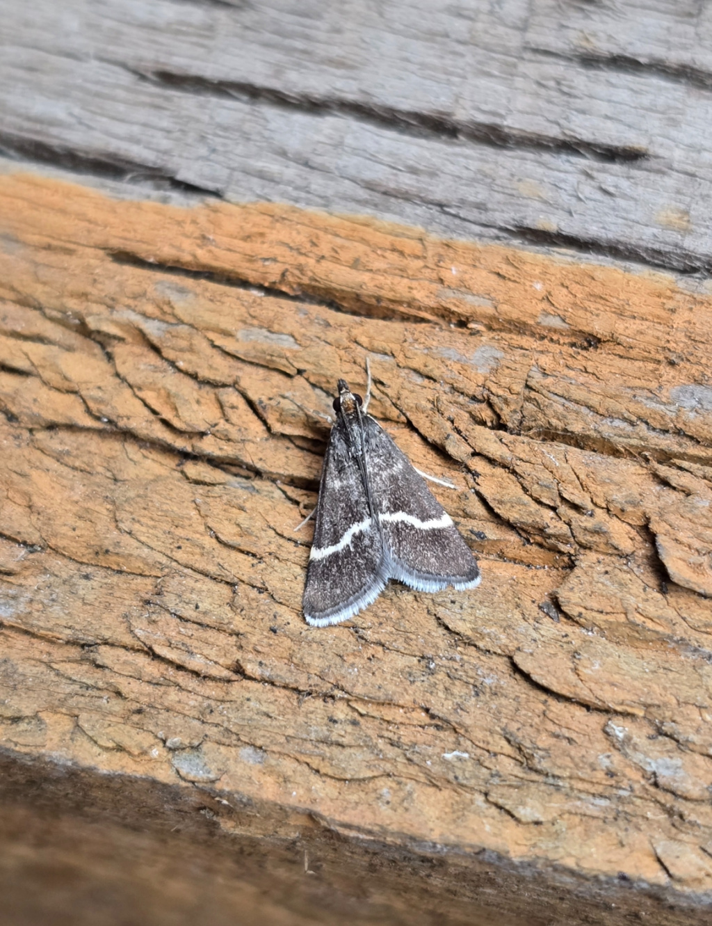 Pyrausta cingulata - 5th August 2026 - Cromford - Clive Ashton