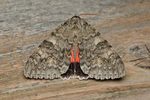 Moth Trap - 26/27th August 2026