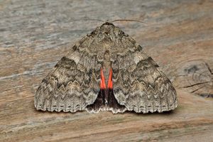 Red Underwing - 26th August 2026 - Melbourne - Tony Davison