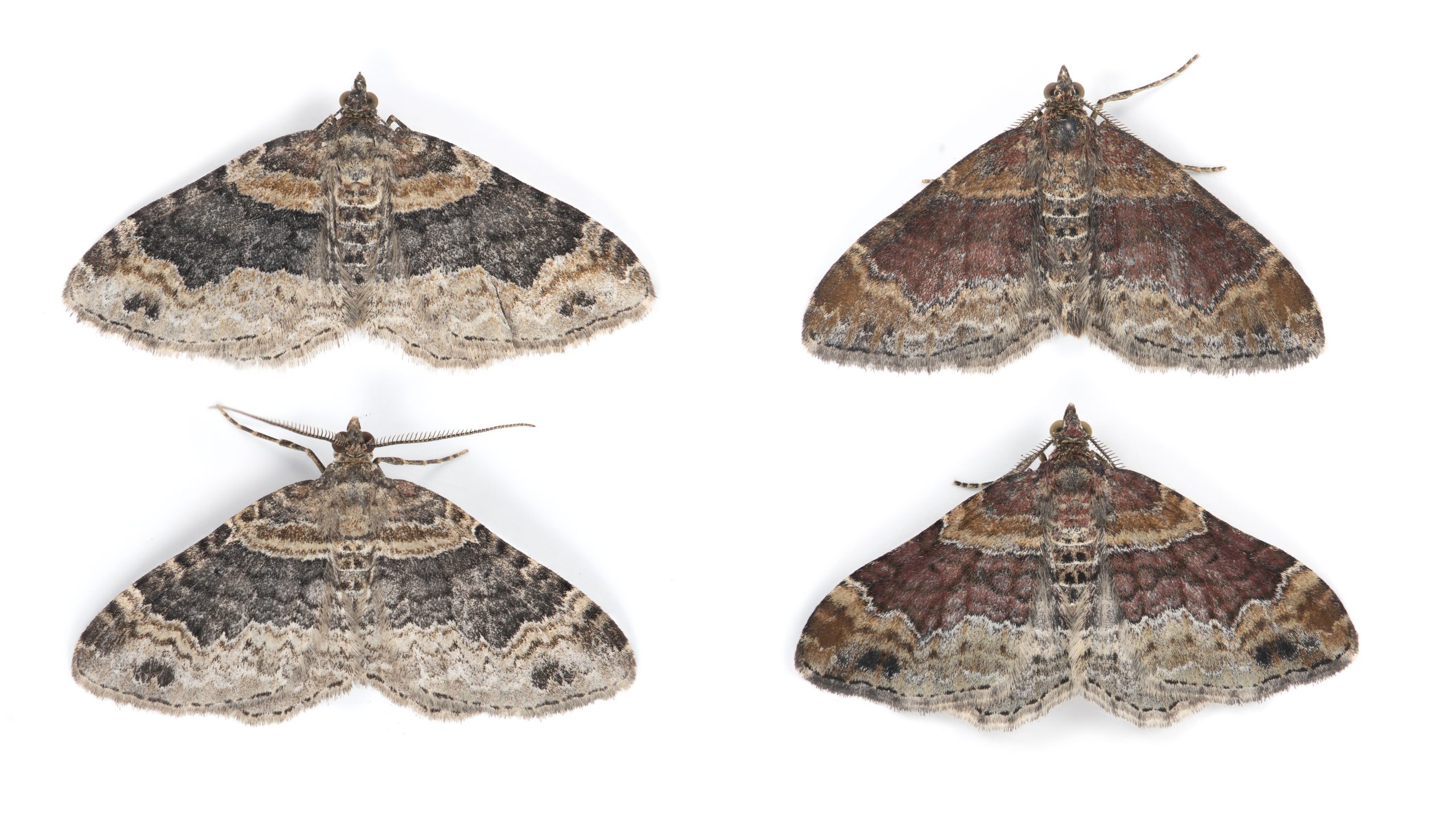 Dark-barred Twin-spot Carpet - Comparison plate with Red Twin-spot Carpet - Dark-barred (left) 22nd July 2026 - Long Clough - Lees Hall - Christian Heintzen
