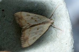 Evergestis extimalis - 12th August 2026 - Allestree - Stephen Plant.