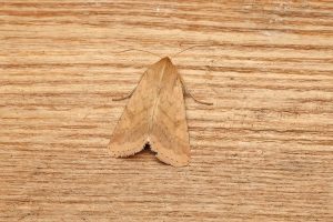 Scarce Bordered Straw - 8th August 2026 - Sandiacre - recorder Emily Milnes - photo by Tony Davison 