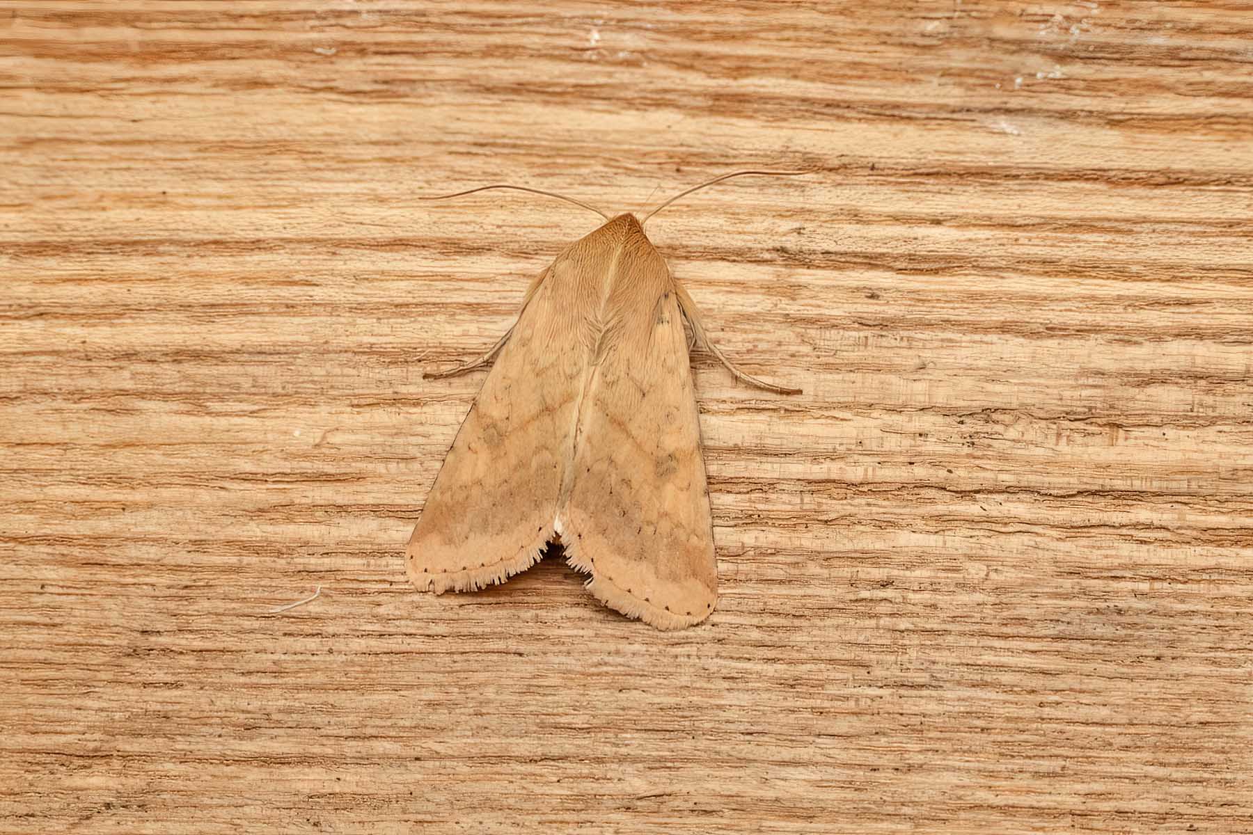 Scarce Bordered Straw - 8th August 2026 - Sandiacre - recorder Emily Milnes - photo by Tony Davison 