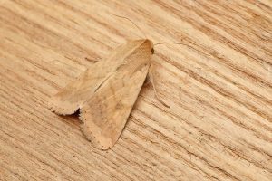 Scarce Bordered Straw - 8th August 2026 - Sandiacre - recorder Emily Milnes - photo by Tony Davison 