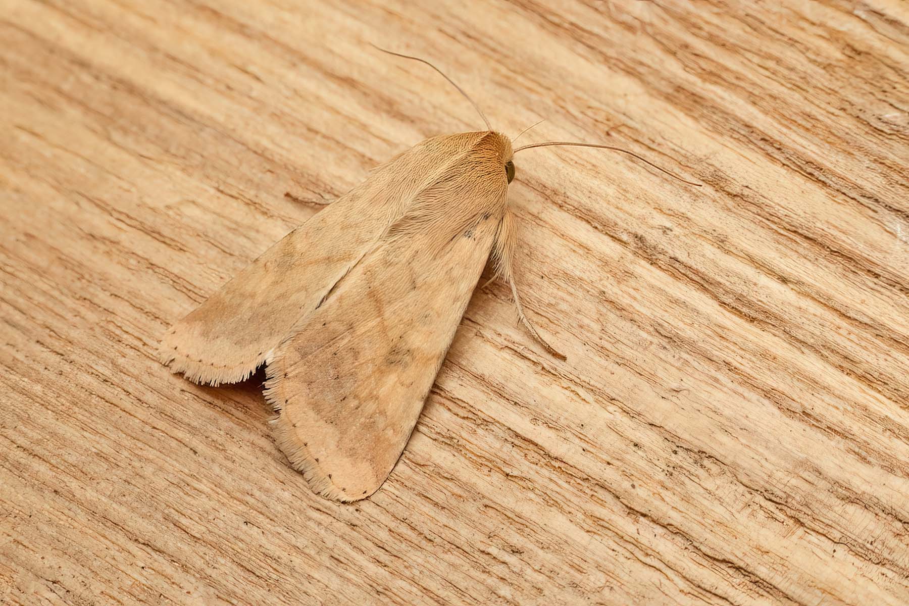 Scarce Bordered Straw - 8th August 2026 - Sandiacre - recorder Emily Milnes - photo by Tony Davison 