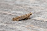 Moth Trap - Melbourne 17th August 2026