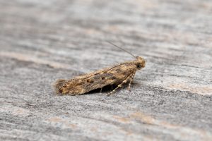 Scrobipalpa ocellatella - 17th August 2026 - Melbourne - Tony Davison