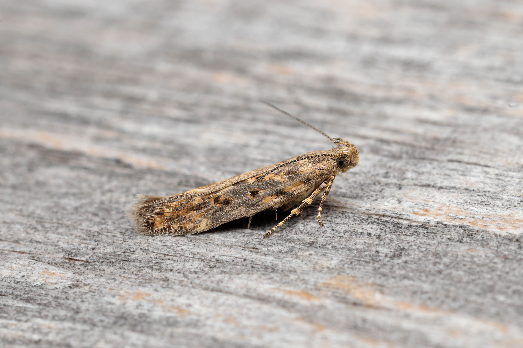 Scrobipalpa ocellatella - 17th August 2026 - Melbourne - Tony Davison