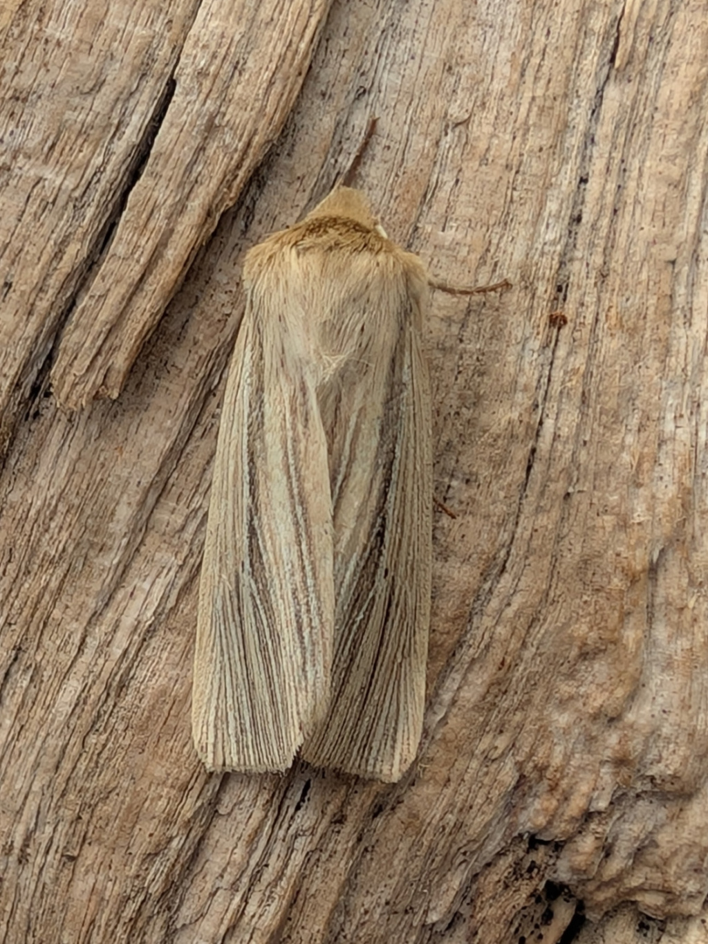 Smoky Wainscot - 18th July 2026 - Tibshelf - Nikki Mahadevan
