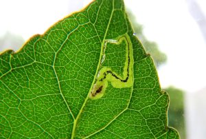Stigmella assimilella - on Grey Poplar - 17th August 2026 - Wyver Lane, Belper - Dave Evans