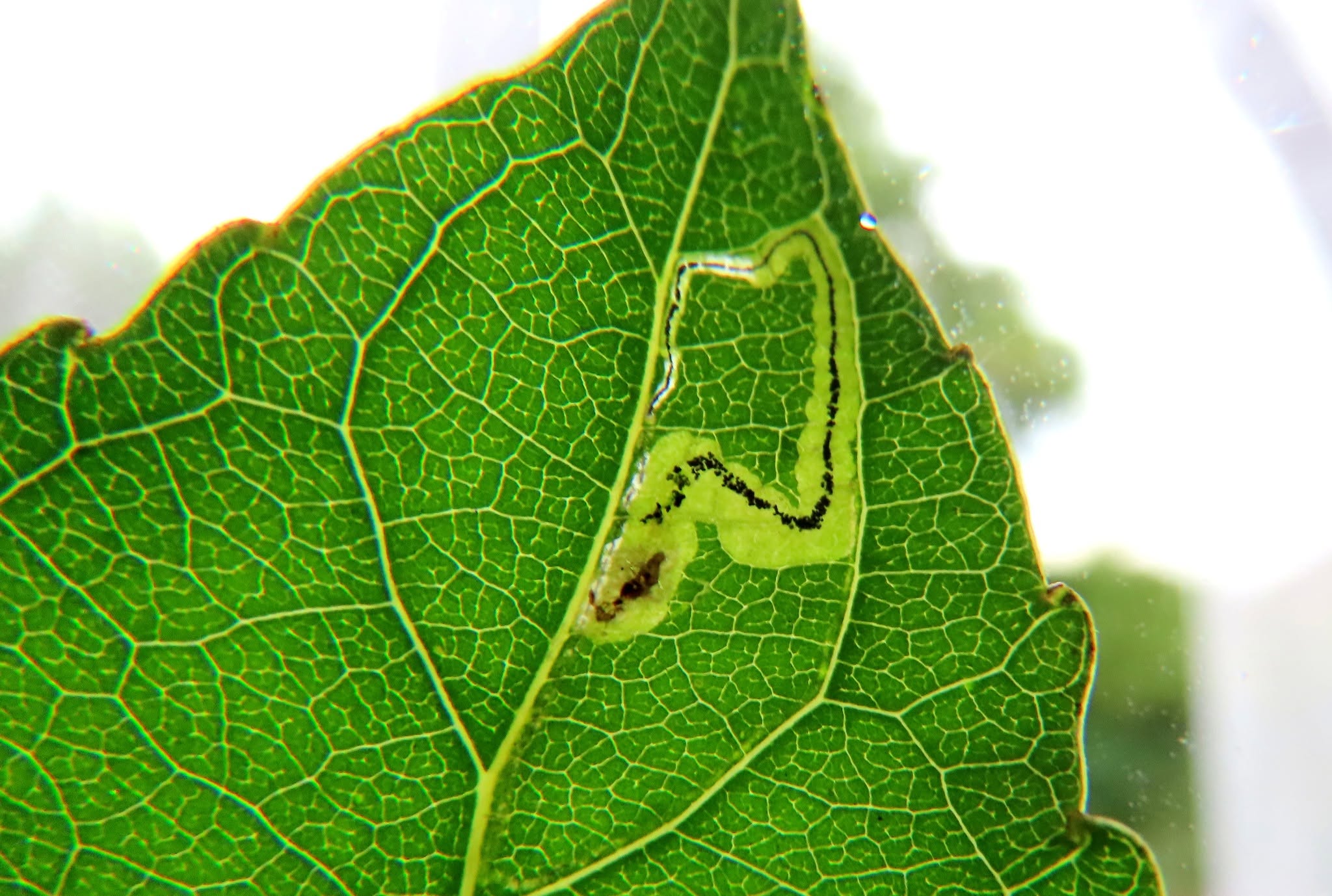 Stigmella assimilella - on Grey Poplar - 17th August 2026 - Wyver Lane, Belper - Dave Evans