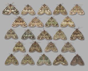 July Highflyer - A plate by Christian Heinzen showing the colour range of a sample of 40 trapped at Longdendale, Torside 6th July 2026.