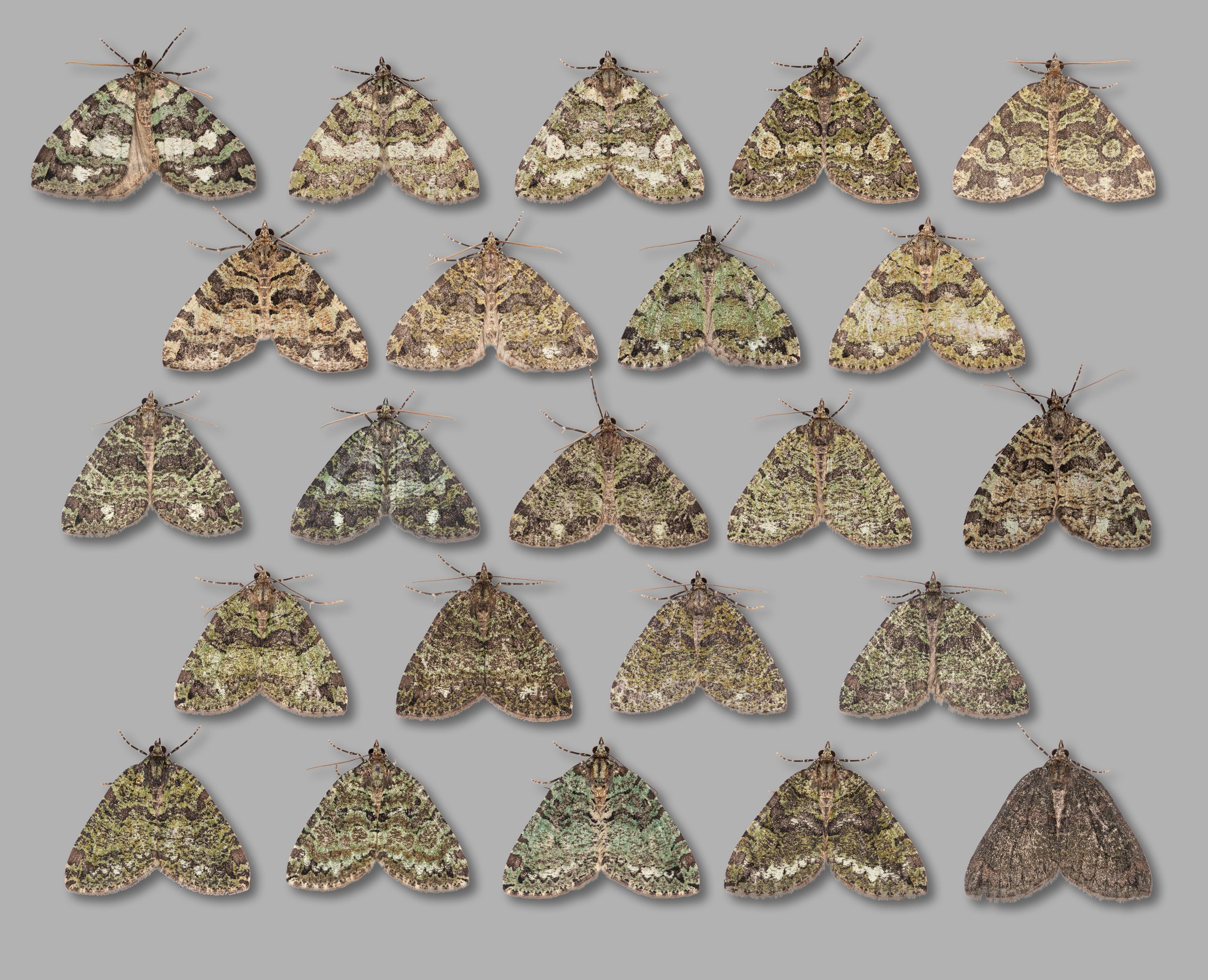 July Highflyer - A plate by Christian Heinzen showing the colour range of a sample of 40 trapped at Longdendale, Torside 6th July 2026.