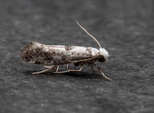 Paraswammerdamia albicapitella - 17th August 2026 - Chellaston - Richard Pittam