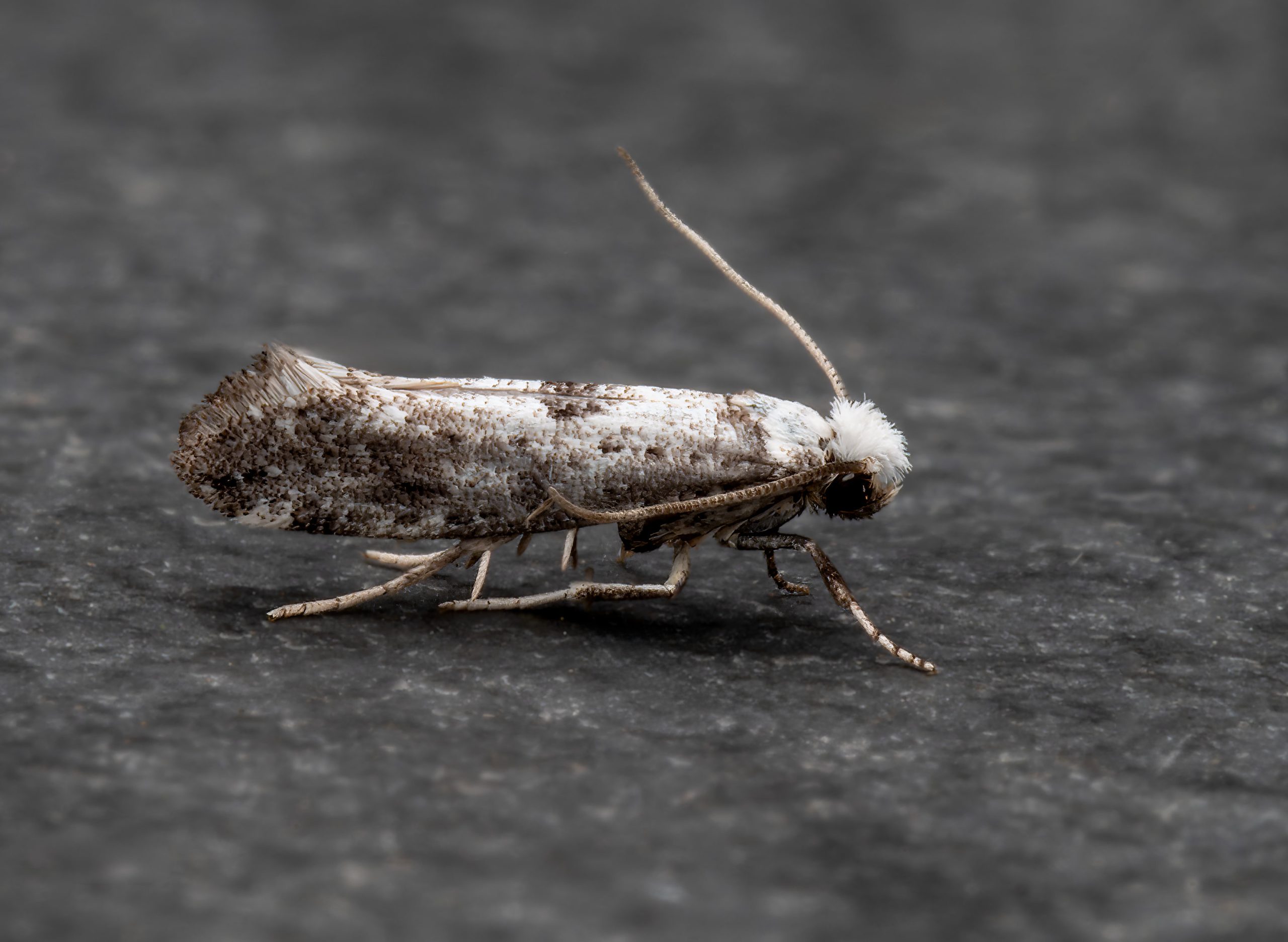 Paraswammerdamia albicapitella - 17th August 2026 - Chellaston - Richard Pittam