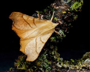 Dusky Thorn - 19th August 2026 - Chellaston - Richard Pittam