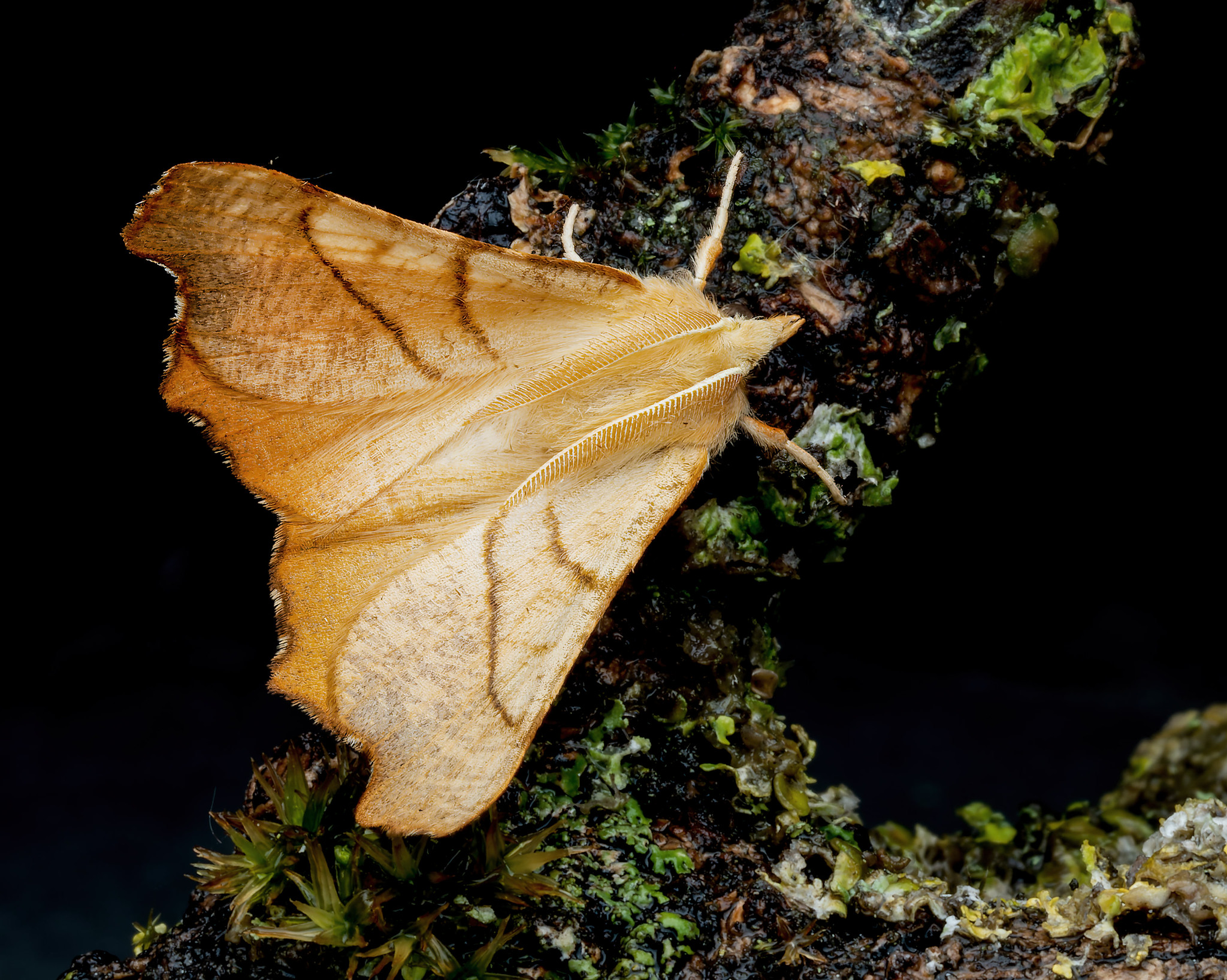 Dusky Thorn - 19th August 2026 - Chellaston - Richard Pittam