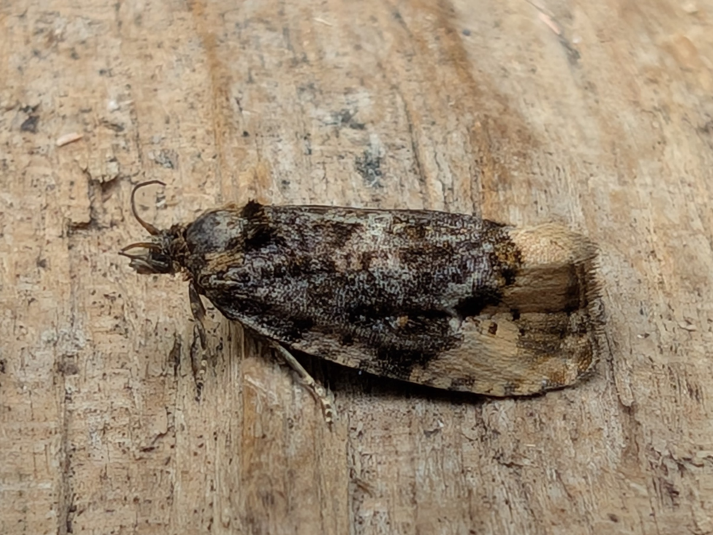 Hedya Ochroleucana Hardwick Hall NT Moth Survey - 12th August -  Nikki Mahadevan 
